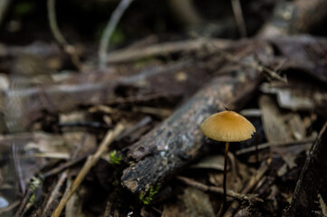 small mushroom in yellow color