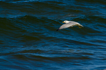 Seagull and Blue