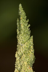 Macro of sporangia of cinnamon fern in Vernon, Connecticut.
