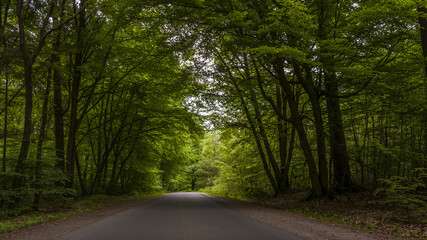 Asphalt road through the forest