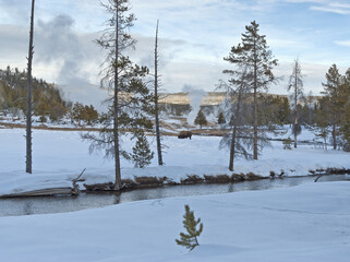Bison, Upper Geyser Basin, Winter, Yellowstone NP