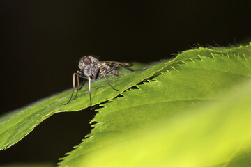 Fly resting on a leaf at Belding Preserve, Vernon, Connecticut.