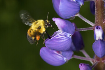 Bumblebee with orange pollen baskets visiting a lupine flower, Connecticut.