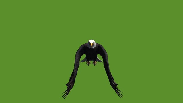 Eagle inciting wings flying in sky,haliaeetus leucocephalus bird animal.american freedom symbol.