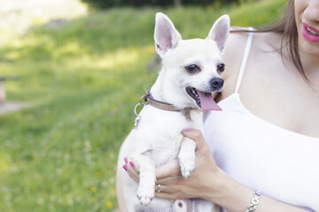 Latin girl with her lovely dog, a white chihuahua, outdoors, in a park, on a green meadow.
