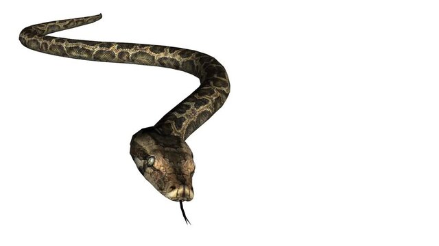 Snake & jungle carpet python slide crawling attack,sliding decorative non venomous,wild animal herpetology background.