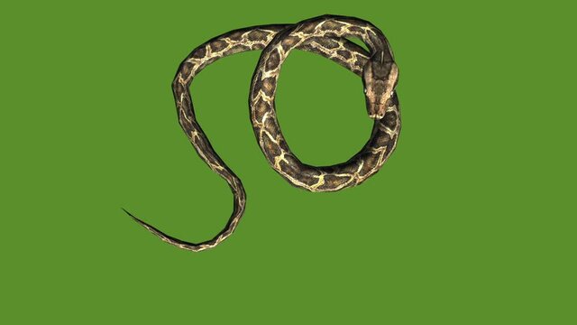 Snake & jungle carpet python attack,sliding decorative non venomous,wild animal herpetology background.