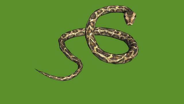 Snake & jungle carpet python attack,sliding decorative non venomous,wild animal herpetology background.