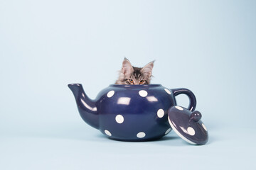 Maine coon kitten in tea pot