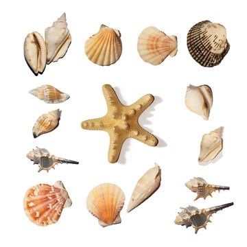 Seashell collection with starfish isolated on white background. Top view