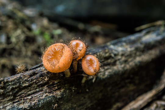 fungus in wood in color orange with format and surface with small thorns