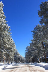 Colorado winter