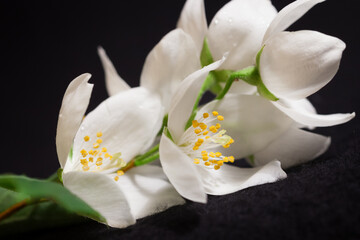 Jasmine branch with white flowers