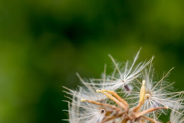 close up seed and white pollen