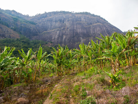 Banana farming with a mountain in the background in Brazil