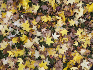 sol rempli de feuilles