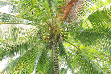Obraz premium Sweet Coconut tree