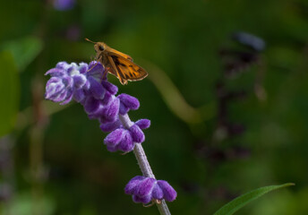 mariposa
