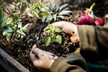 Hands planting organic fresh agricultural basil