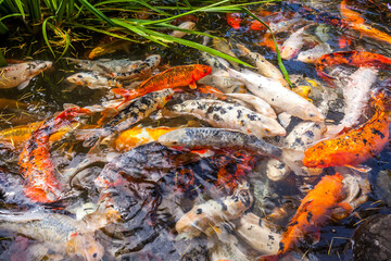 Japan fish call Carp or Koi fish colorful, Many fishes many color swimming in the pond, Batumi, Georgia