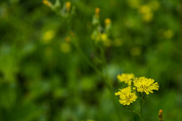 small flowers in the color yellow