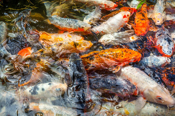 Obraz na płótnie Canvas Japan fish call Carp or Koi fish colorful, Many fishes many color swimming in the pond, Batumi, Georgia