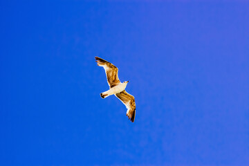 Möwe vor blauem Himmel