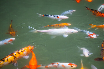 Japan fish call Carp or Koi fish colorful, Many fishes many color swimming in the pond