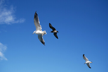Seagull fly with blue sky background