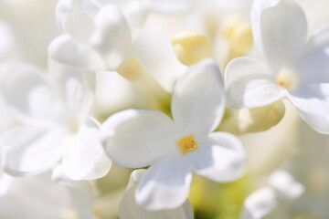 川下公園のライラック