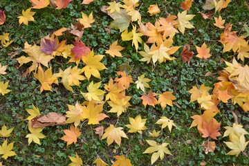 北海道大学植物園の落葉