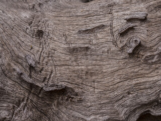 Naklejka premium Timber
