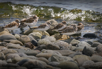 Sandpipers at the Shoreline. Sandpipers blending in with the rocks at the seashore in Point Roberts. Washington State. USA.

