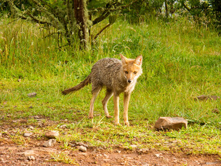 Wet fox in southern Brazil