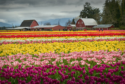 Tulip Town, Skagit Valley. A field of tulips in the Skagit Valley, Washington State.

