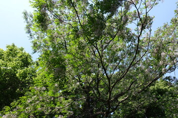 新緑の森