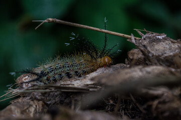 insect that if transform into the color black butterfly, orange and white with similar to thorns training at the body