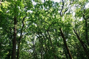 新緑の雑木林