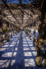 Obraz premium Central Park Grape Garden