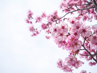 Beautiful pink sakura or cherry blossom is blooming with natue background