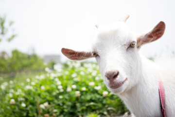 Naklejka na ściany i meble Goat in the garden