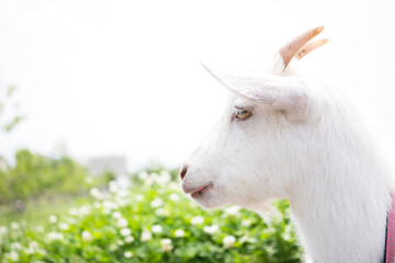 Obraz na płótnie Canvas Goat in the garden