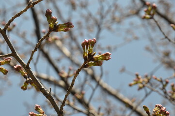 桜の蕾　さくら