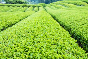 Ibi tea in Gifu prefecture / Tea plantation