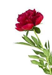 Red peony isolated on a white background