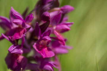 Fleurs de Chartreuse.