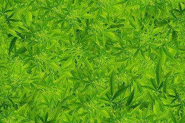 Marijuana frame with blank space.