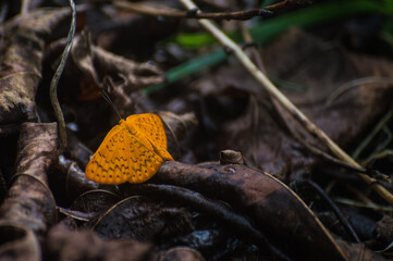 beautiful butterfly in the orange in the middle color the leaves dry