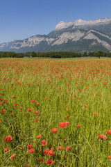 Coquelicots - Isère - Grenoble.