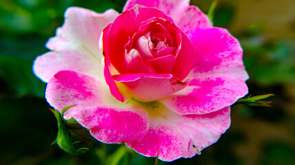 Fototapeta premium Flowers